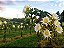 1 Muda De Pitaya Connie Mayer + 6 Bananas Diversas + Manual - Imagem 5