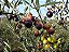 30 Mudas De Oliveira Arbequina P/ Extração De Azeite - Imagem 4