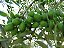 50 Mudas De Oliveira Azeitona Oliana Profissionais + Manual - Imagem 4