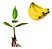 Kit 25 Mudas De Banana Terra, Maçã, Prata Ou Nanica - Imagem 5