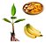 Kit 25 Mudas De Banana Terra, Maçã, Prata Ou Nanica - Imagem 7