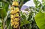 120 Mudas De Banana Terra, Prata, Nanica Ou Maçã + Manual - Imagem 5