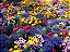 10 Kits Adubo Completos De Plantio Flores P/ Vaso E Jardins - Imagem 8