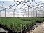 1 Muda De Melaleuca - Alta Qualidade - Planta Medicinal - Imagem 4