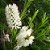 1 Muda De Melaleuca - Alta Qualidade - Planta Medicinal - Imagem 2