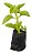 15 Mudas De Hortelã Pimenta - Planta Medicinal + Manual - Imagem 1