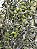 Kit Muda De Oliveira + Uva (adubo) + Maçã Eva + 1 Medicinal! - Imagem 4