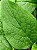 1 Muda De Confrei - Planta Medicinal + Manual De Plantio! - Imagem 2