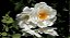 1 Muda De Rosa Branca Medicinal + Manual De Plantio - Imagem 3