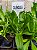1 Muda De Calêndula - Planta Medicinal + Manual De Plantio - Imagem 4
