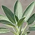 1 Muda De Sálvia Alta Qualidade - Planta Medicinal! - Imagem 2