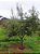 1 Extrato Folhas De Oliveira 100% Puro - Planta Medicinal - Imagem 3