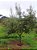 1 Extrato Folhas De Oliveira 100% Puro - Planta Medicinal - Imagem 7