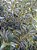 1 Extrato Folhas De Oliveira 100% Puro - Planta Medicinal - Imagem 2