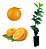 1 Muda De Laranja Rubi Enxertada + Manual De Plantio - Imagem 1