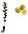 Kit 3 Mudas De Laranja Lima Enxertada Profissional + Manual - Imagem 1