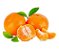 Kit 2 Mudas: 1 Laranja Pêra + 1 Ponkan Enxertadas + Manual - Imagem 2