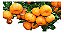 Kit - 10 Mudas - 4 Laranja + 4 Limão + 2 Ponkan + Manual - Imagem 1