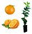 1 Muda De Laranja Bahia Enxertada + Manual De Plantio - Imagem 1