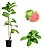 01 Muda Goiaba Cortibel SLG - Profissional + Manual De Plantio ! - Imagem 3