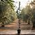 10 Mudas De Oliveira Azeitona Picual + Manual De Plantio! - Imagem 2