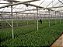 5 Mudas de Oliveira Azeitona Produtivas - Maria da Fé - MG + Manual de Plantio - Imagem 3