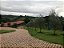 10 Mudas de Oliveira Azeitona Produtivas - Maria da Fé - MG + Manual de Plantio - Imagem 2