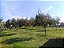 20 Mudas de Oliveira Azeitona Produtivas - Maria da Fé - MG + Manual de Plantio - Imagem 5