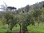 40 Mudas de Oliveira Azeitona Produtivas - Maria da Fé - MG + Manual de Plantio - Imagem 3