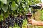100 Mudas de Uva/Videira  Syrah Enxertadas + Manual de Plantio - Imagem 5