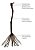 100 Mudas de Uva/Videira  Syrah Enxertadas + Manual de Plantio - Imagem 2