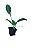 Mudas de Plantas Medicinais - Diversas + Manual de Plantio - Imagem 1
