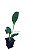 Mudas de Plantas Medicinais - Diversas + Manual de Plantio - Imagem 4