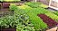 KIT 20 Mudas de Hortaliças Salsinha, Cebolinha, Tomate Cereja - Diversas + Manual - Imagem 1