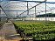 10 Mudas de Oliveira Azeitona Produtivas Diversas + 10 Adubos Para Plantio Orgânico + Manual - Imagem 1