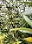 10 Mudas de Oliveira Azeitona Produtivas Diversas + 10 Adubos Para Plantio Convencional + Manual - Imagem 3