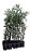 5 Mudas de Oliveira Azeitona Produtivas Diversas + 5 Adubos Para Plantio Convencional  + Manual - Imagem 1