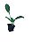 KIT 10 mudas de Plantas Medicinais - Alta Qualidade - Diversas Opções + Manual de Plantio - Imagem 2