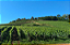 DOMAINE PIGNIER CRÉMANT DU JURA BRUT NATURE - Imagem 3