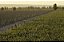 LA CONSULTA RESERVA CABERNET SAUVIGNON 2023 - Imagem 2