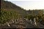 CASA RIVAS CHARDONNAY 2024 - Imagem 3