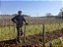 LE ROCHER DES VIOLETTES  NEGRETTE MONTLOISE SUR LOIRE AOC 2015 - Imagem 2