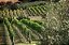 FALLEN ANGEL MARLBOROUGH SAUVIGNON BLANC 2016 - Imagem 3