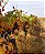 CAIXA COM 2 GARRAFAS  EXCAVA CARMENERE 2022 - Imagem 2