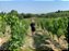 NOVIDADE VINHO NATURAL - TENUTA FORESTO DOLCETTO “PAUPAU” 2022 - Imagem 2