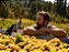 VINHOS NATURAIS CHILENOS – SIERRAS DE BELLAVISTA  CHARDONNAY 2023 - Imagem 2