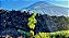NOVIDADE - CAIXA COM 03 GARRAFAS - ARINTO DOS AÇORES DOP PICO 2022 - Imagem 2