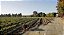 NATURE WINES - VINICOLA TRASIEGO WINES -MANOS ANDINAS SAUVIGNON BLANC 2023 - Imagem 2
