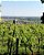 NATURES WINES - NOVIDADE - IL ROCCOLO DI MONTICELLI ROSSO 2020 - Imagem 2