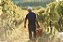 NOVIDADE VINHOS NATURAIS ITÁLIA - AGRI SEGRETUM CININO 2024 UMBRIA ROSATO FRIZZANTE IGT - VINHO ROSADO FRISANTE SECO - Imagem 2